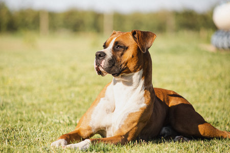 beautiful boxer dog on green meadowの写真素材