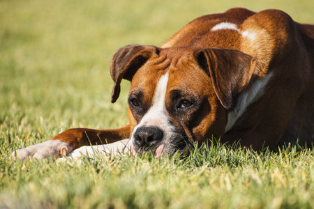 beautiful boxer dog on green meadowの写真素材