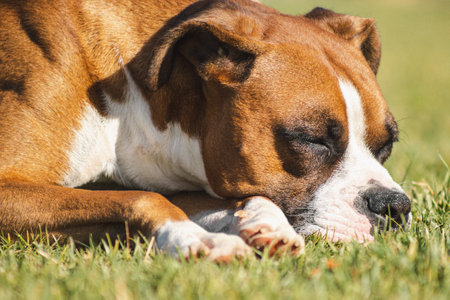 beautiful boxer dog on green meadowの写真素材