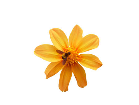 Sunflower isolated on white backgroundの写真素材