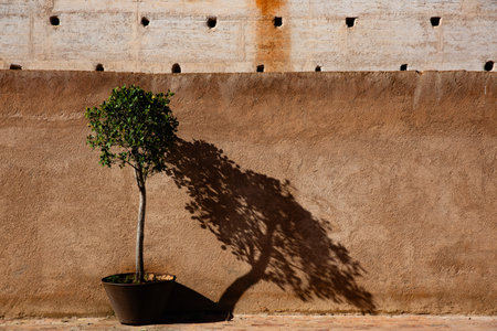 Tree on the wall of an old building with shadowの写真素材