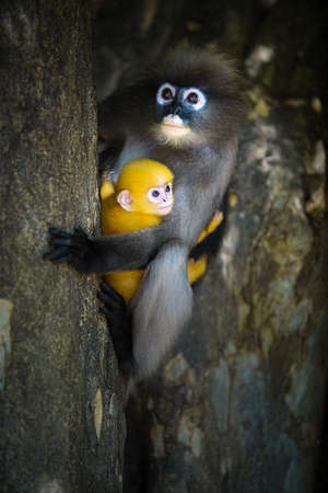 Dusky Leaf Monkey with baby