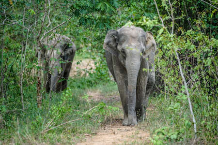 Wild Elephants in forest of Kuiburi Park, Prachuabkirikhant, Thailandの写真素材