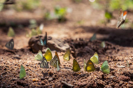 Butterflies are feeding mineral at  Kaeng Krachan National Park, Thailand.の写真素材