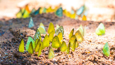 Butterflies are feeding mineral at  Kaeng Krachan National Park, Thailand.の写真素材