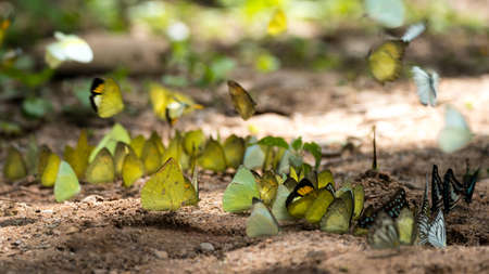 Butterflies are feeding mineral at  Kaeng Krachan National Park, Thailand.の写真素材