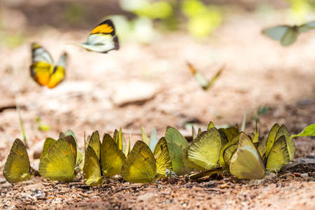 Butterflies are feeding mineral at  Kaeng Krachan National Park, Thailand.の写真素材