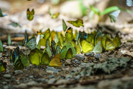 Butterflies are feeding mineral at  Kaeng Krachan National Park, Thailand.の写真素材