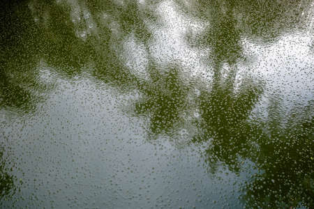 Counterpoint of coconut trees reflect  in  polluted water.
