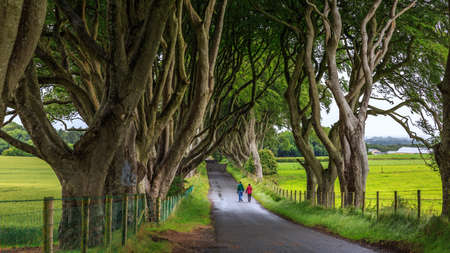 The Dark Hedge is romantic, atmospheric, tunnel-like avenue of intertwined beech treesの写真素材
