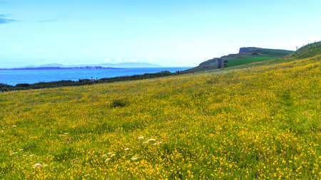 Yellow flowers on field at the coast, around a carrick-a-rede rope, Northern Ireland, UK.の写真素材