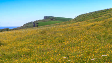 Yellow flowers on field at the coast, around a carrick-a-rede rope, Northern Ireland, UK.の写真素材