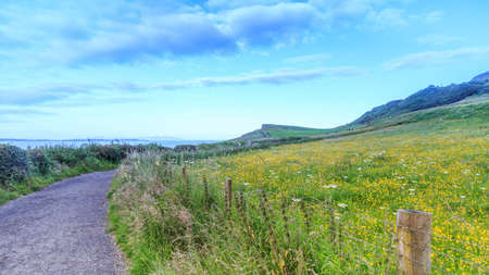 Yellow flowers on field at the coast, around a carrick-a-rede rope, Northern Ireland, UK.の写真素材