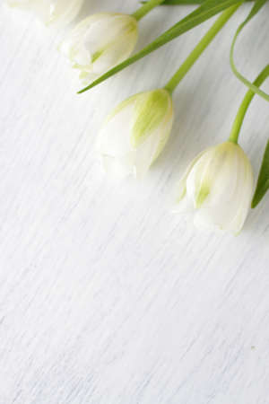 White fresh tulips on wooden background, nice tender spring flowers on wood texture, tulip bouquet frame, 8 March, Valentine, mother day birthday wedding giftの写真素材