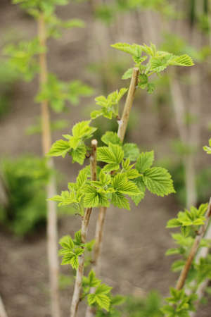 Young spring raspberry plant