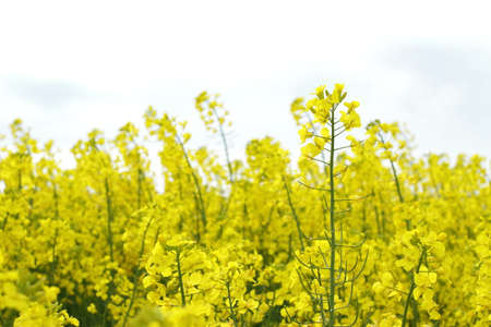 Rapeseed agricultural field, bloossom of yellow meadow
