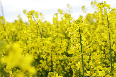 Rapeseed agricultural field, bloossom of yellow meadow