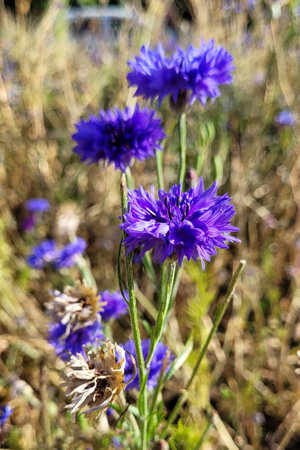 Blue wild cornflowers, bright wild flowers, bokeh