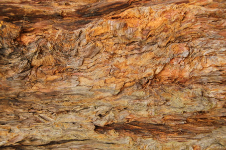 natural brown tree bark background