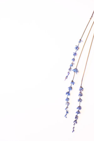 Dried lavender flowers, purple blue plant on white backgroundの写真素材
