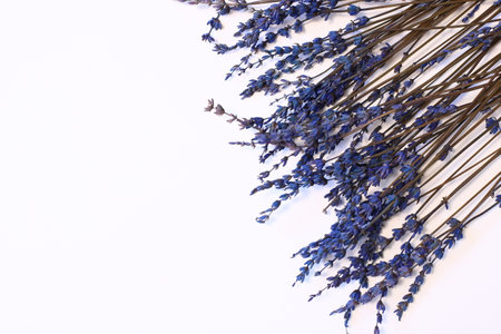 Dried lavender flowers, purple blue plant on white backgroundの写真素材