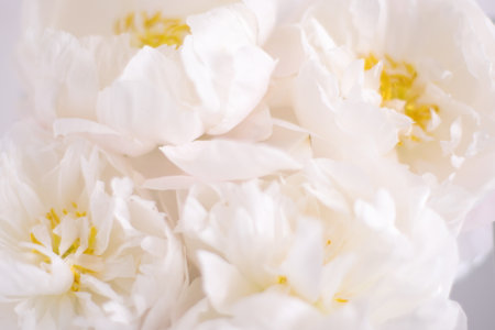White blossom peony flowers, floral background, flower cardの写真素材