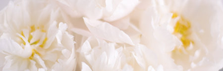 White blossom peony flowers, floral background, flower card