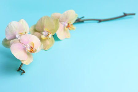 Natural yellow orchid flower branch on blue backgroundの写真素材