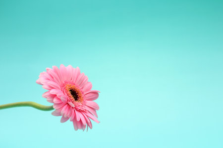 Pink single gerbera flower on blur backgroundの写真素材