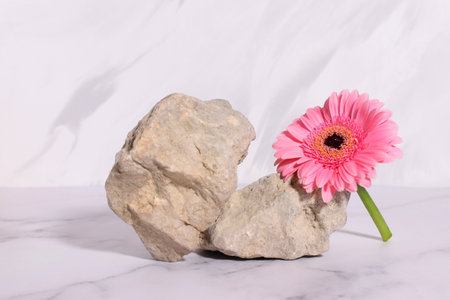 Pink gerbera flower and natural stone podium for beauty product, mockup backgroundの写真素材