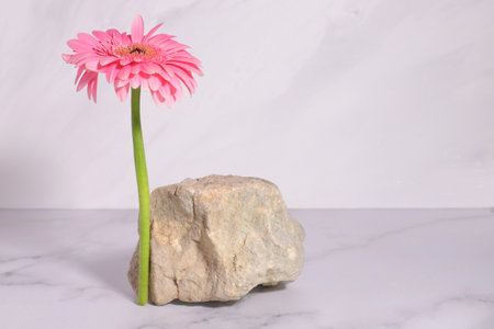 Pink gerbera flower and natural stone podium for beauty product, mockup backgroundの写真素材