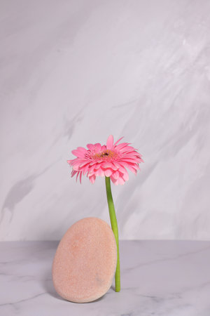 Pink gerbera flower and natural stone podium for beauty product, mockup backgroundの写真素材