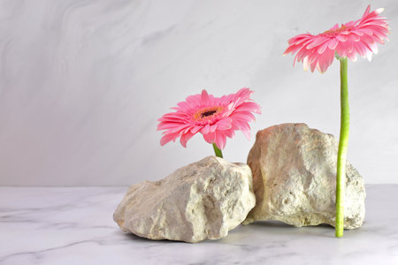 Pink gerbera flower and natural stone podium for beauty product, mockup backgroundの写真素材