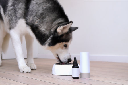 Husky dog eating healthy food with suppliments from bowl, bottle mockupの写真素材