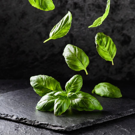 flying fresh natural basil leaves on black grange stone backgroundの素材