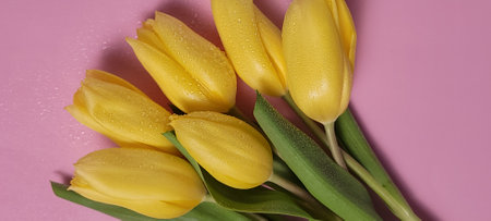 Yellow tulips bouquet on pink backgroundの写真素材