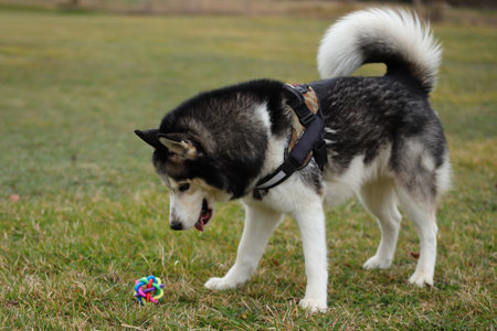 Dog is playing with a ball toy outdoor, husky pet happyの写真素材
