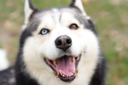 Husky portrait, outdoor dog pet faceの写真素材