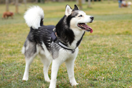 Husky dog staying in alert position, fluffy petの写真素材