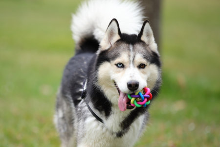 Dog is playing with a toy outdoor, husky pet happyの写真素材