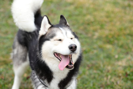 Husky portrait, outdoor dog pet faceの写真素材