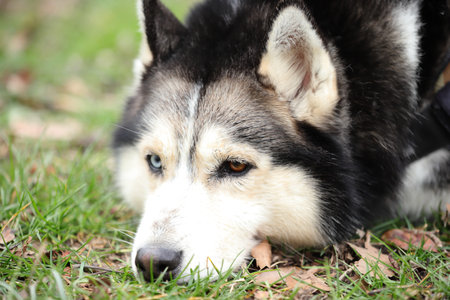 Husky portrait, outdoor dog pet faceの写真素材