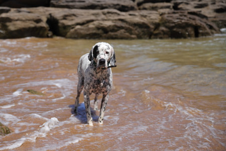 English pointer dog, pet outside on natureの写真素材