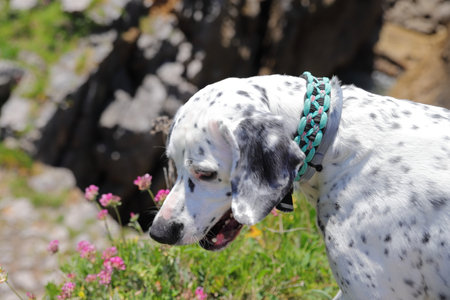 English pointer dog, pet outside in natureの写真素材