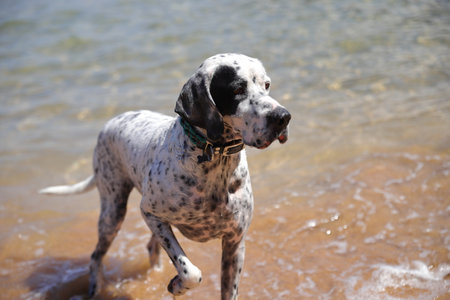 English pointer dog, pet outside on natureの写真素材