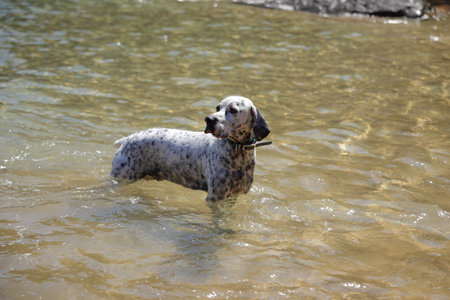 English pointer dog, pet outside on natureの写真素材