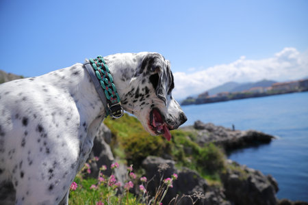 English pointer dog, pet outside on natureの写真素材