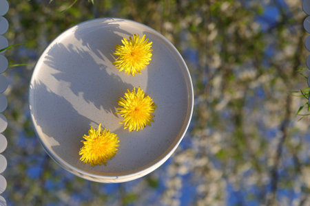 A close-up overhead view of three vibrant yellow dandelion flowers resting on a speckled white plate, set against a soft-focus background of blooming trees and blue skyの写真素材