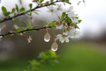 Handmade resin teardrop earrings containing tiny dried flowers are showcased on a delicate branch of...