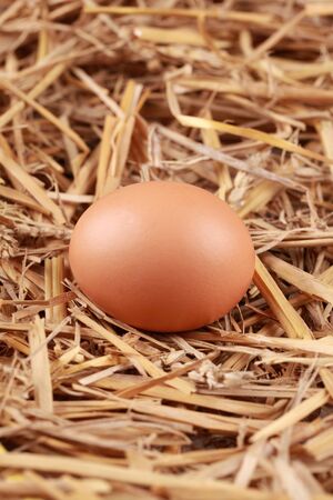 Brown egg in straw with selective focus on the egg.の写真素材